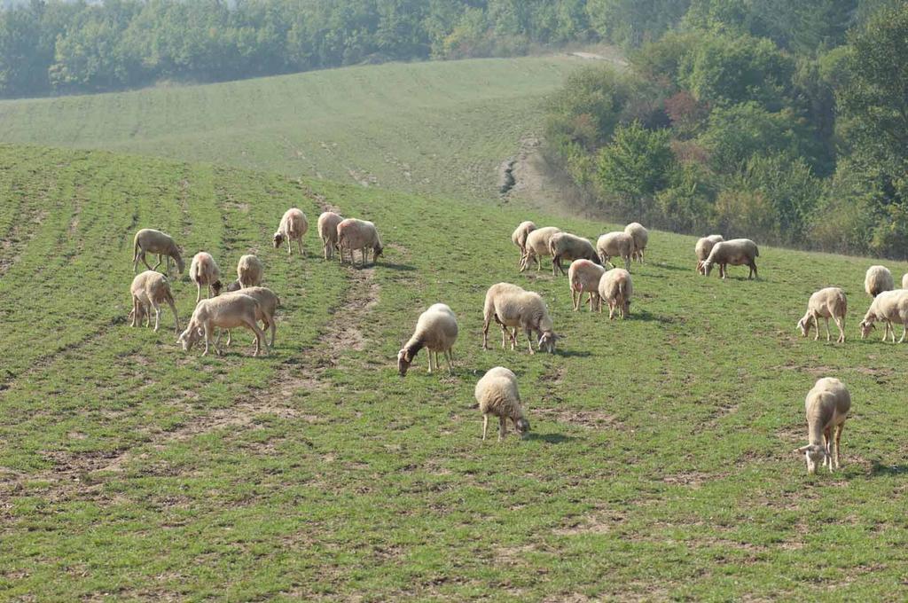 הוילה San Sebastiano Curone Agriturismo Ca Bella מראה חיצוני תמונה